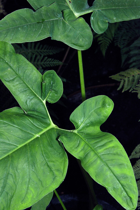 Xanthosoma brasiliense