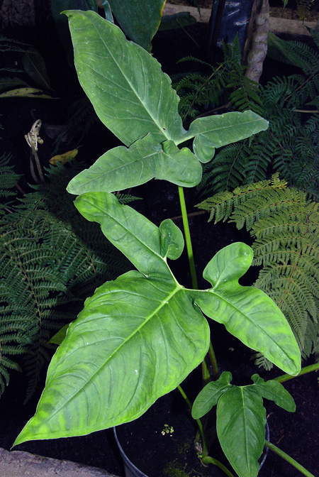 Xanthosoma brasiliense