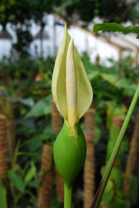 Xanthosoma brasiliense