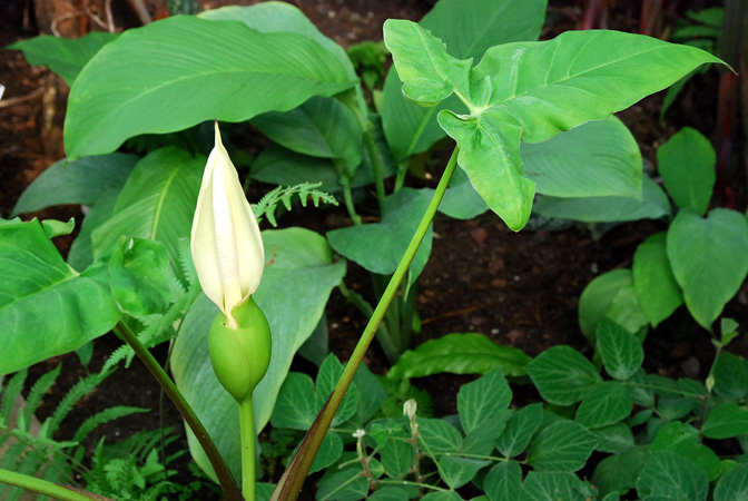 Xanthosoma brasiliense