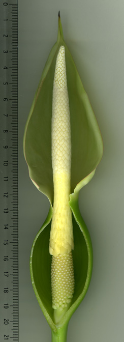 Xanthosoma brasiliense
