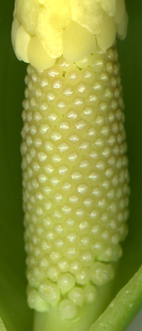 Xanthosoma brasiliense