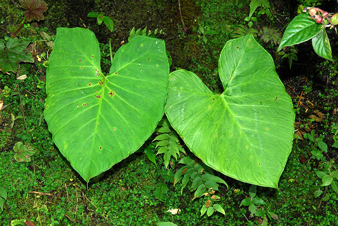 Xanthosoma caquetense