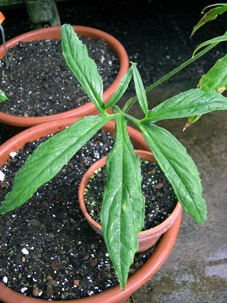Xanthosoma ceronii