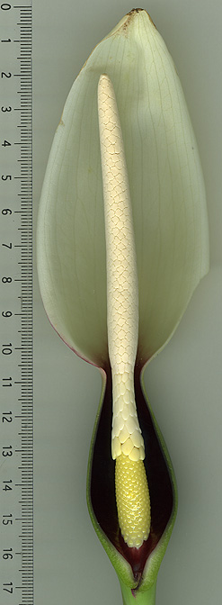 Xanthosoma ceronii