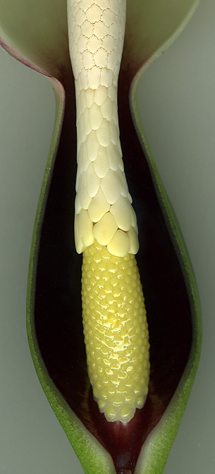 Xanthosoma ceronii