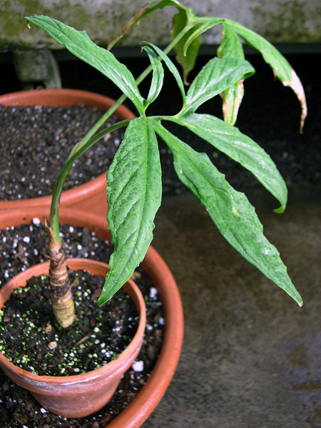 Xanthosoma ceronii