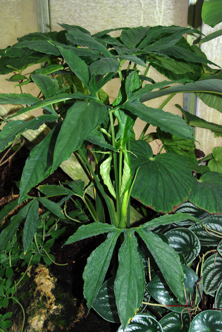 Xanthosoma ceronii
