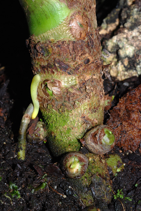 Xanthosoma ceronii