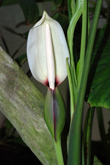 Xanthosoma ceronii