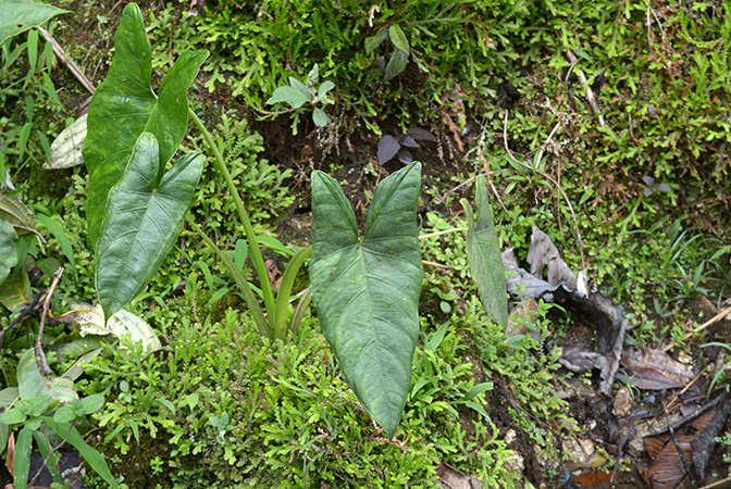 Xanthosoma crassilaminum