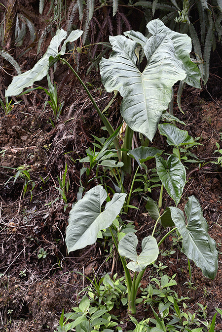 Xanthosoma crassilaminum