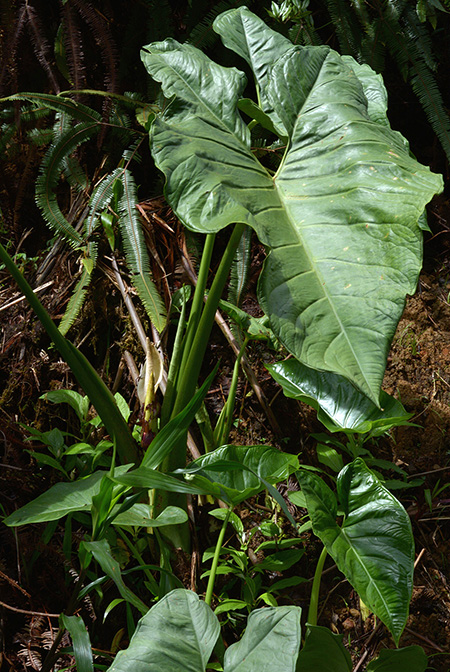 Xanthosoma crassilaminum
