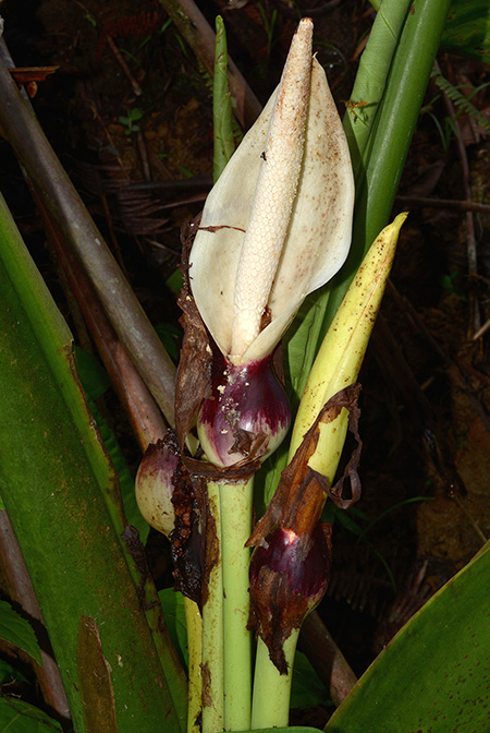 Xanthosoma crassilaminum