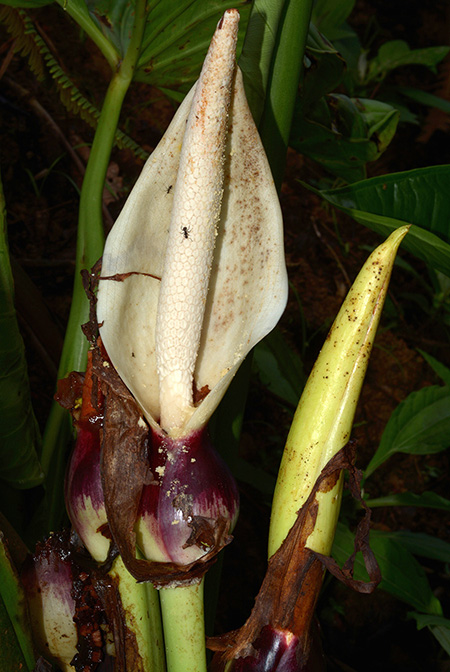 Xanthosoma crassilaminum