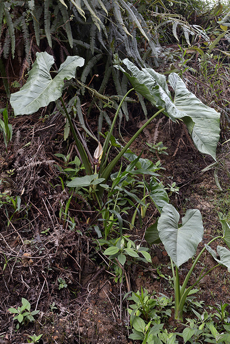 Xanthosoma crassilaminum