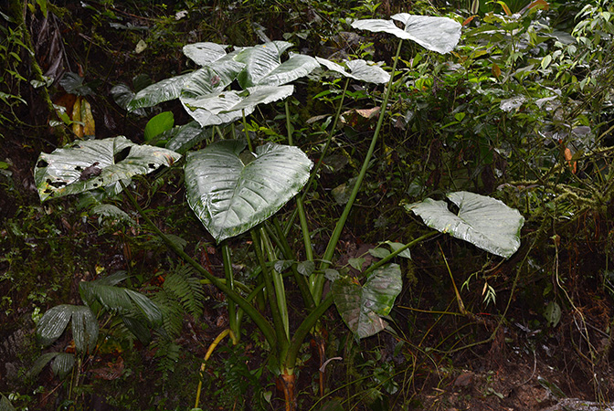 Xanthosoma crassilaminum