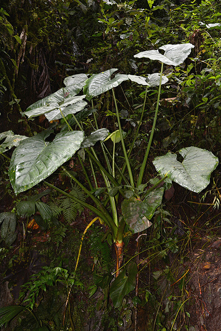 Xanthosoma crassilaminum