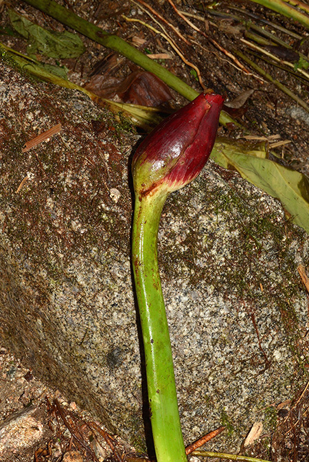 Xanthosoma crassilaminum