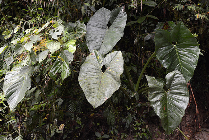 Xanthosoma crassilaminum