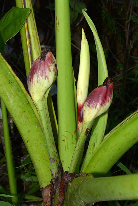 Xanthosoma crassilaminum