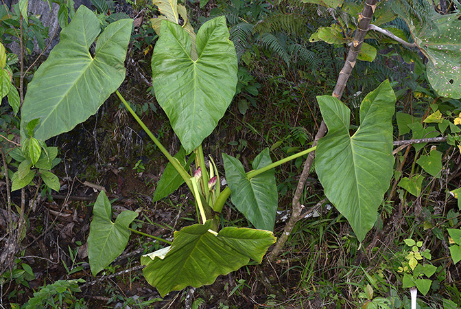 Xanthosoma crassilaminum