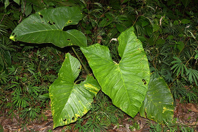 Xanthosoma crassilaminum