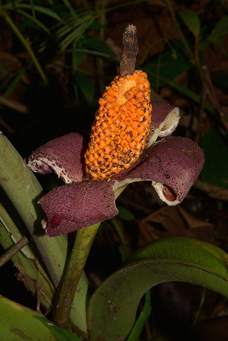 Xanthosoma crassilaminum