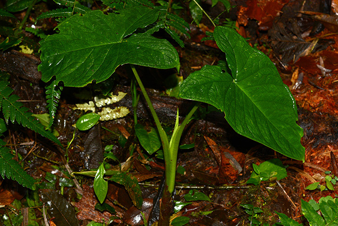 Xanthosoma crassinervium