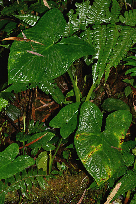 Xanthosoma crassinervium