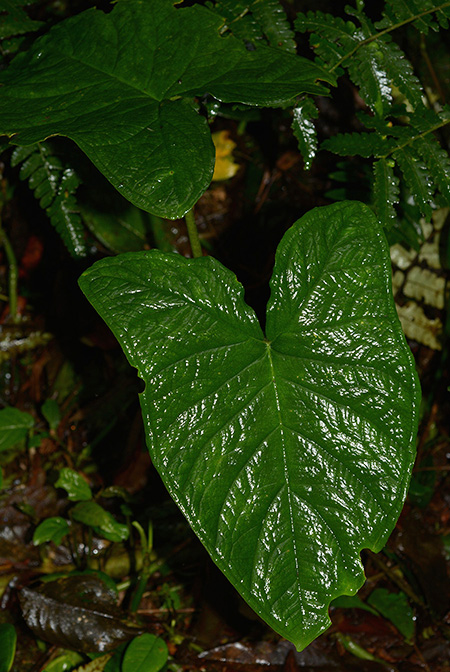 Xanthosoma crassinervium