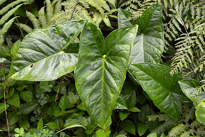 Xanthosoma crassinervium