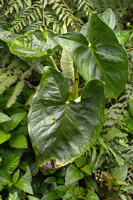 Xanthosoma crassinervium