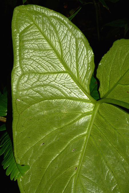 Xanthosoma crassinervium