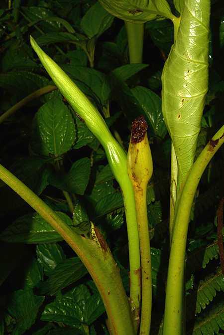 Xanthosoma crassinervium