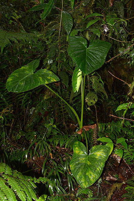 Xanthosoma crassinervium