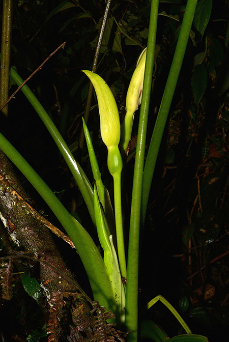 Xanthosoma crassinervium