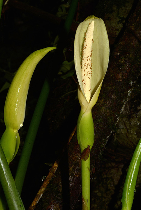 Xanthosoma crassinervium