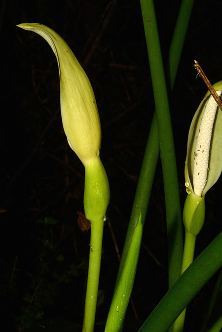 Xanthosoma crassinervium