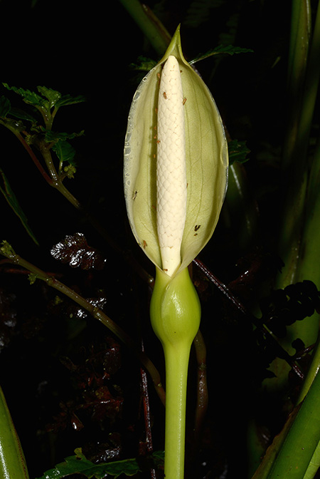 Xanthosoma crassinervium