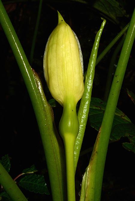 Xanthosoma crassinervium