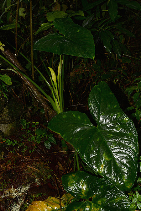 Xanthosoma crassinervium