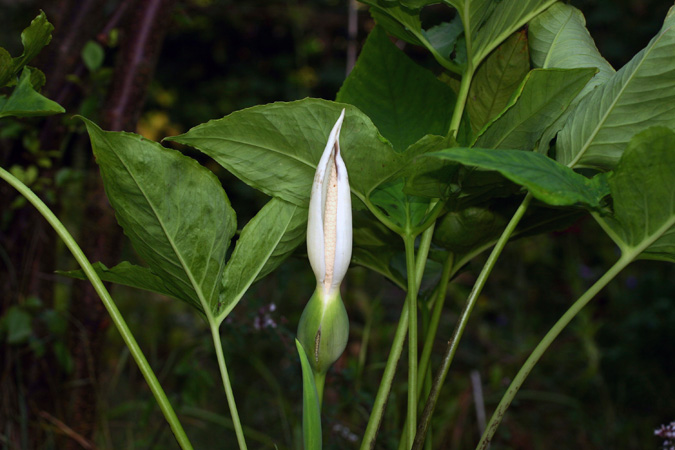 Xanthosoma cubense