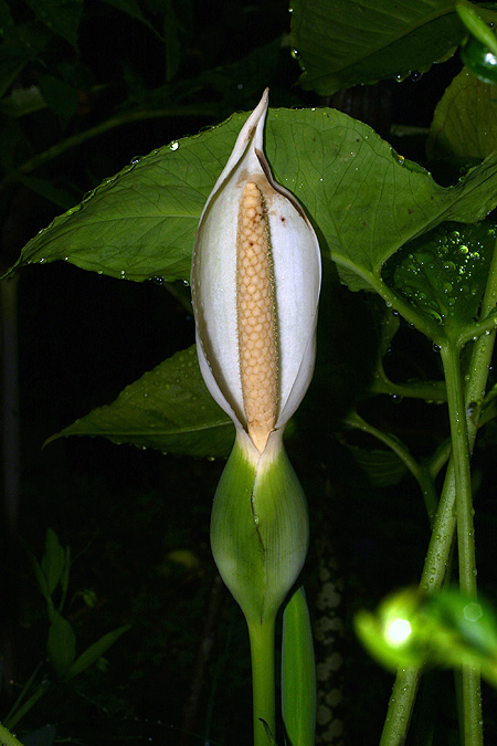 Xanthosoma cubense
