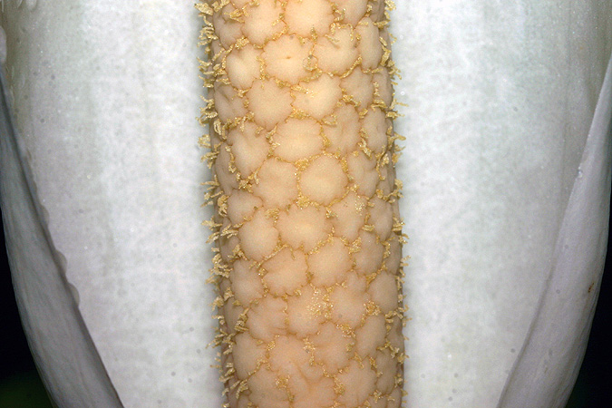 Xanthosoma cubense