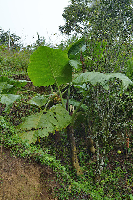Xanthosoma dodsonii