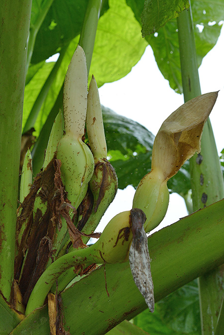 Xanthosoma dodsonii