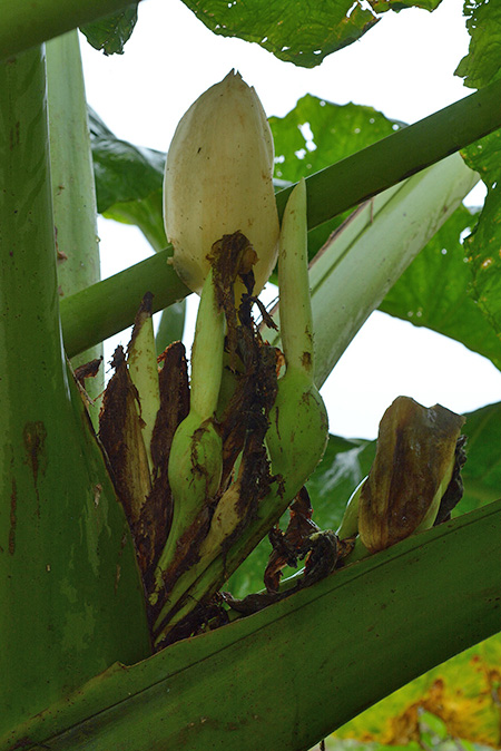 Xanthosoma dodsonii
