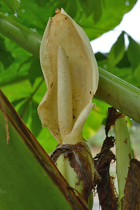 Xanthosoma dodsonii