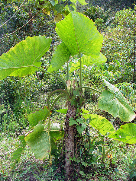 Xanthosoma dodsonii